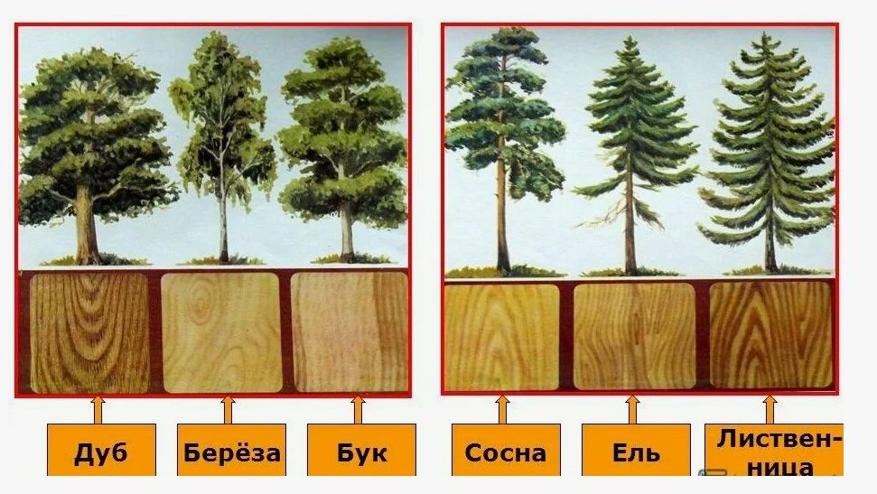 Сравнение различных видов древесины для пиломатериалов